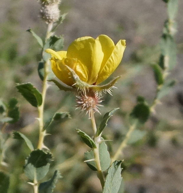 Image of Rosa persica specimen.