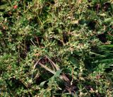 Polygonum aviculare. Верхушки цветущих растений. Московская обл., Раменский р-н, окр. ж.-д. платформы Хрипань, просека под ЛЭП. дорога. 10.08.2016.