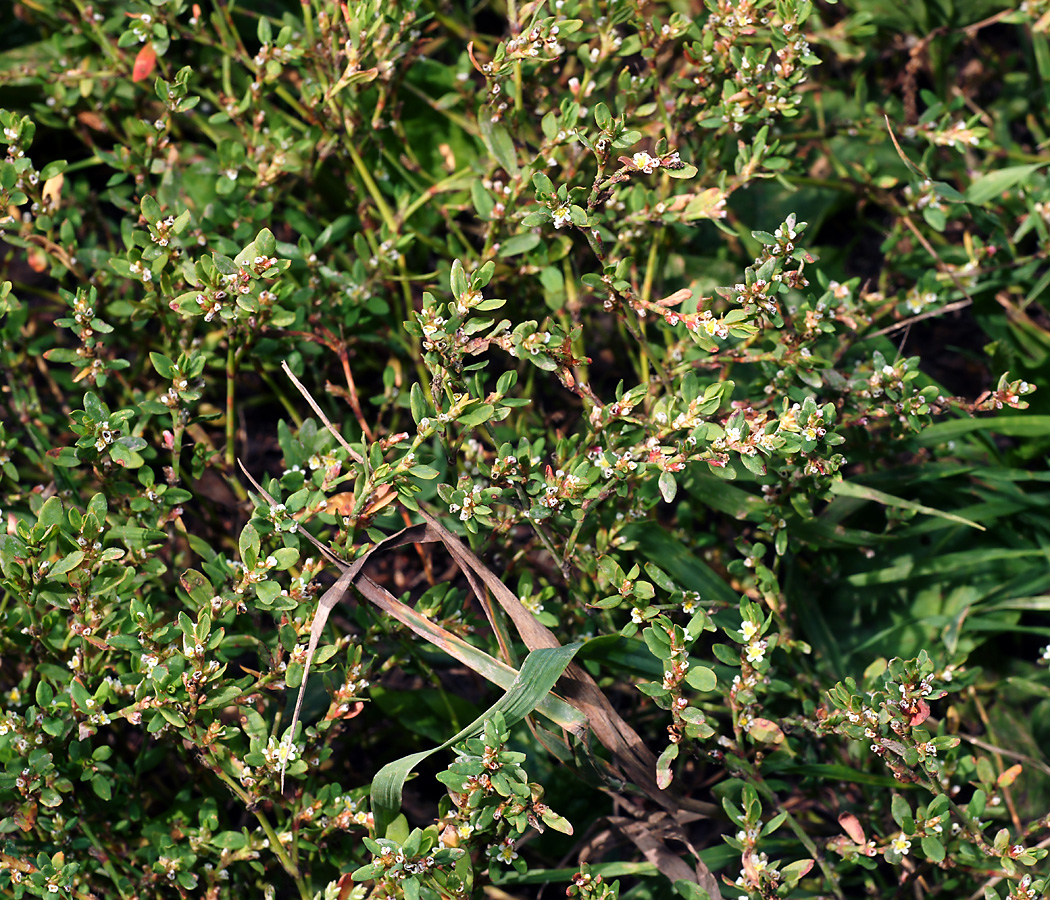 Изображение особи Polygonum aviculare.