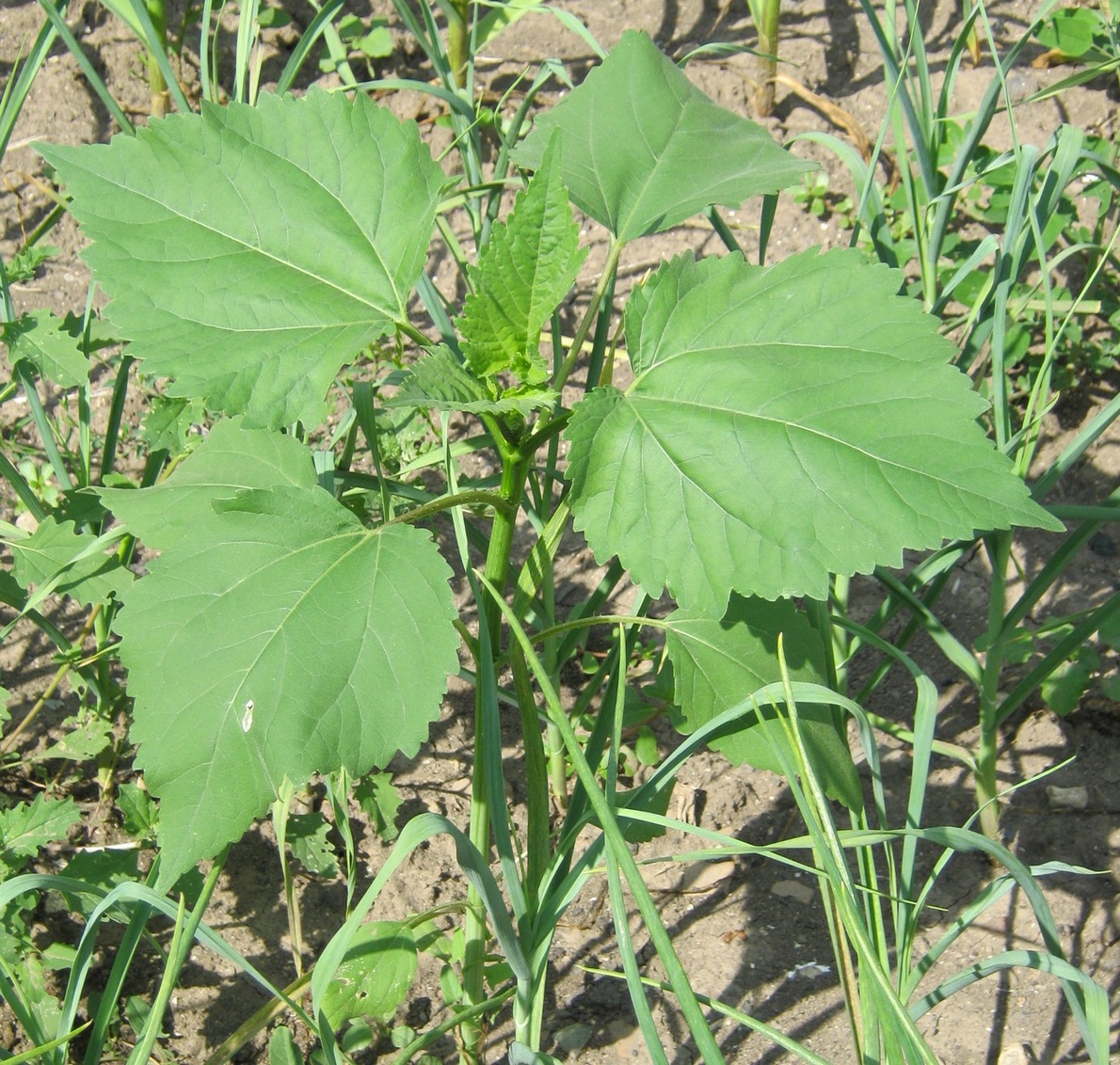 Image of Cyclachaena xanthiifolia specimen.