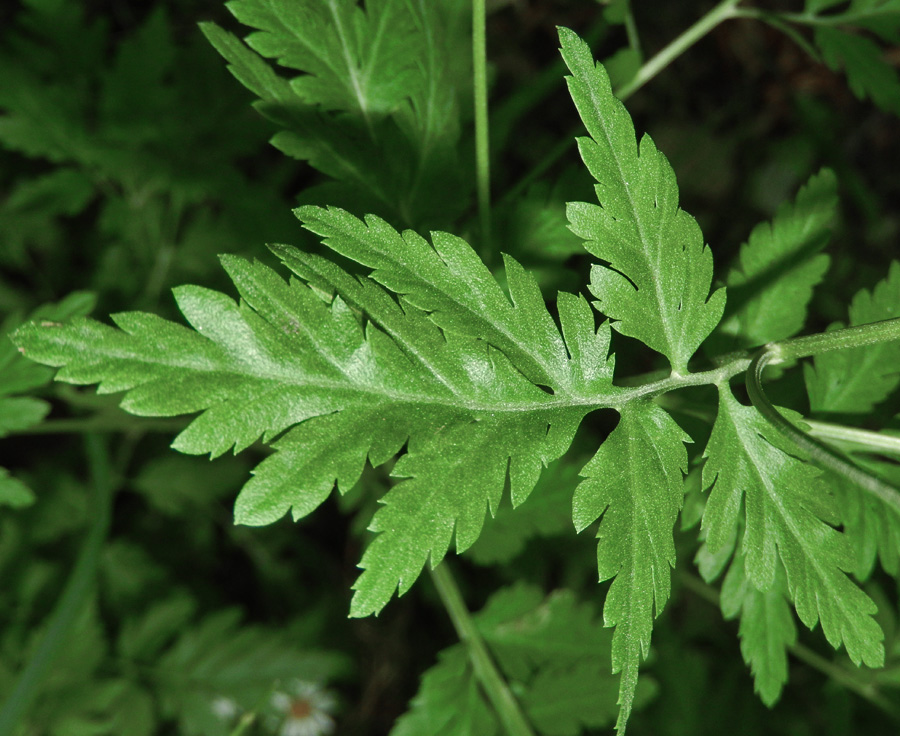 Image of Pyrethrum parthenifolium specimen.