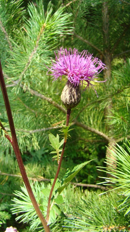 Изображение особи Serratula coronata.