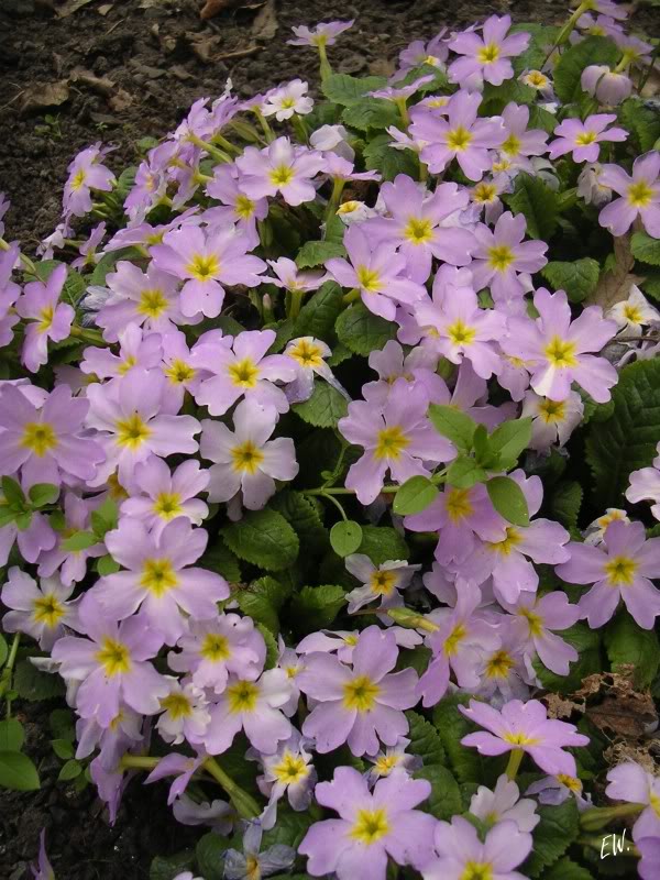 Image of Primula vulgaris specimen.