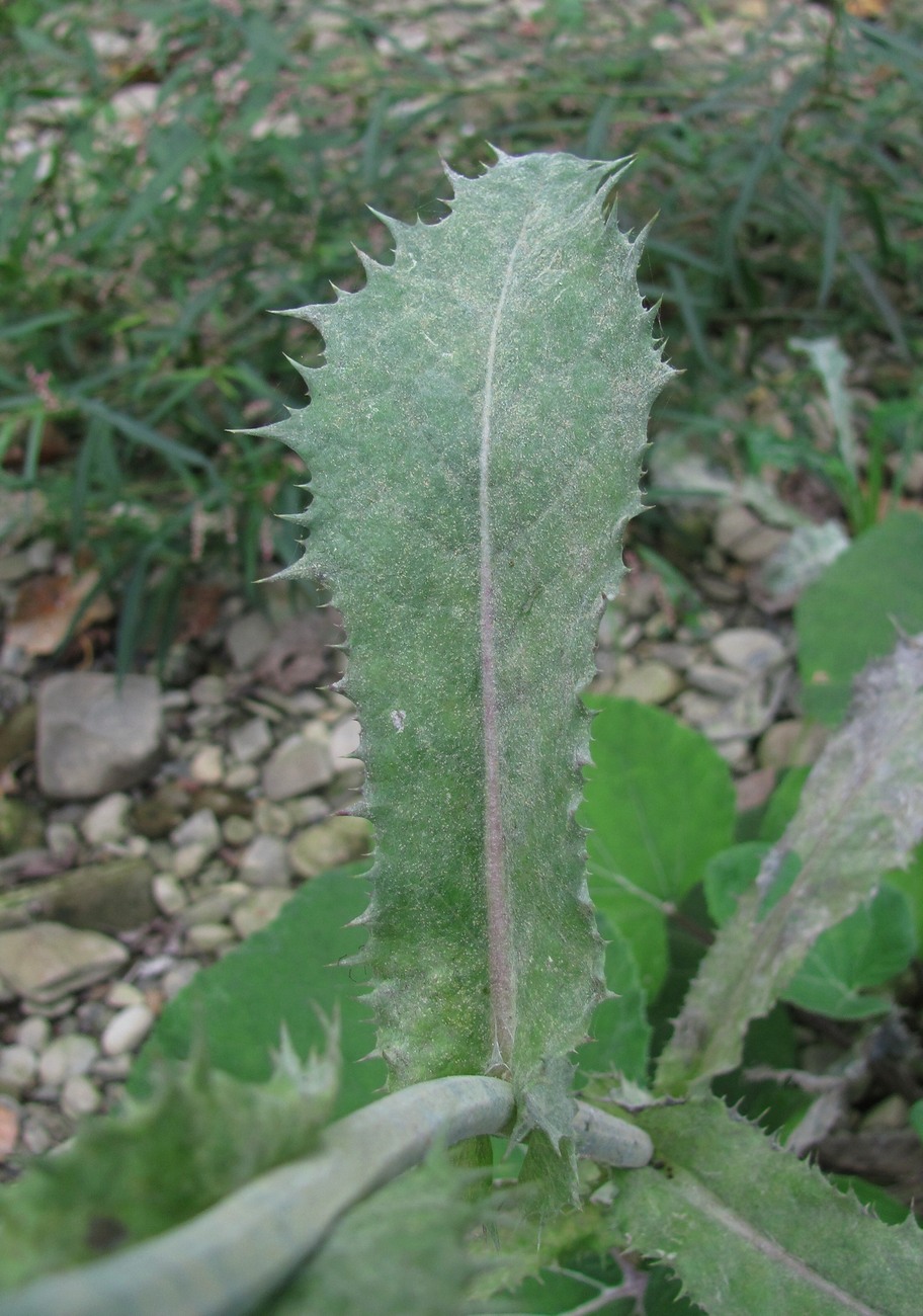 Image of Sonchus asper specimen.