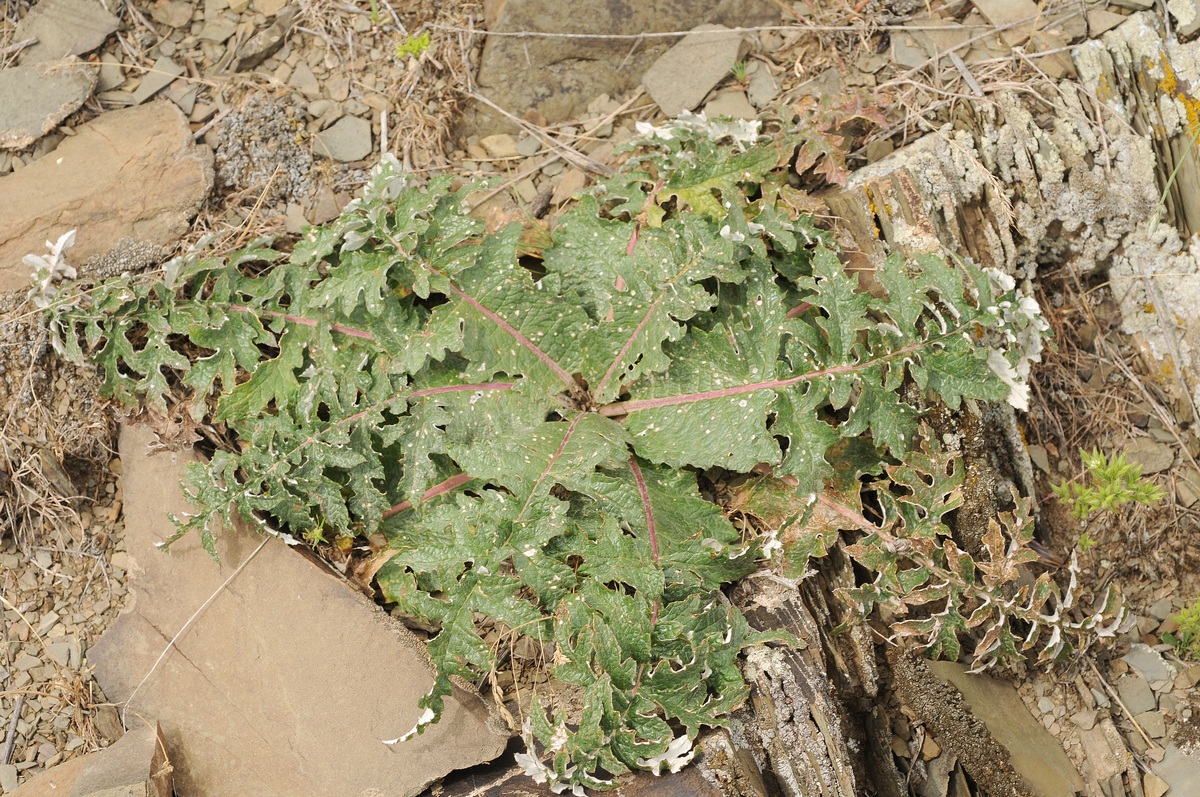 Image of Cousinia karatavica specimen.