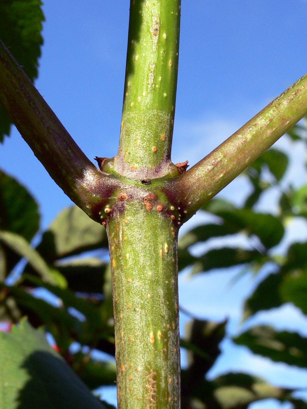 Image of Sambucus manshurica specimen.