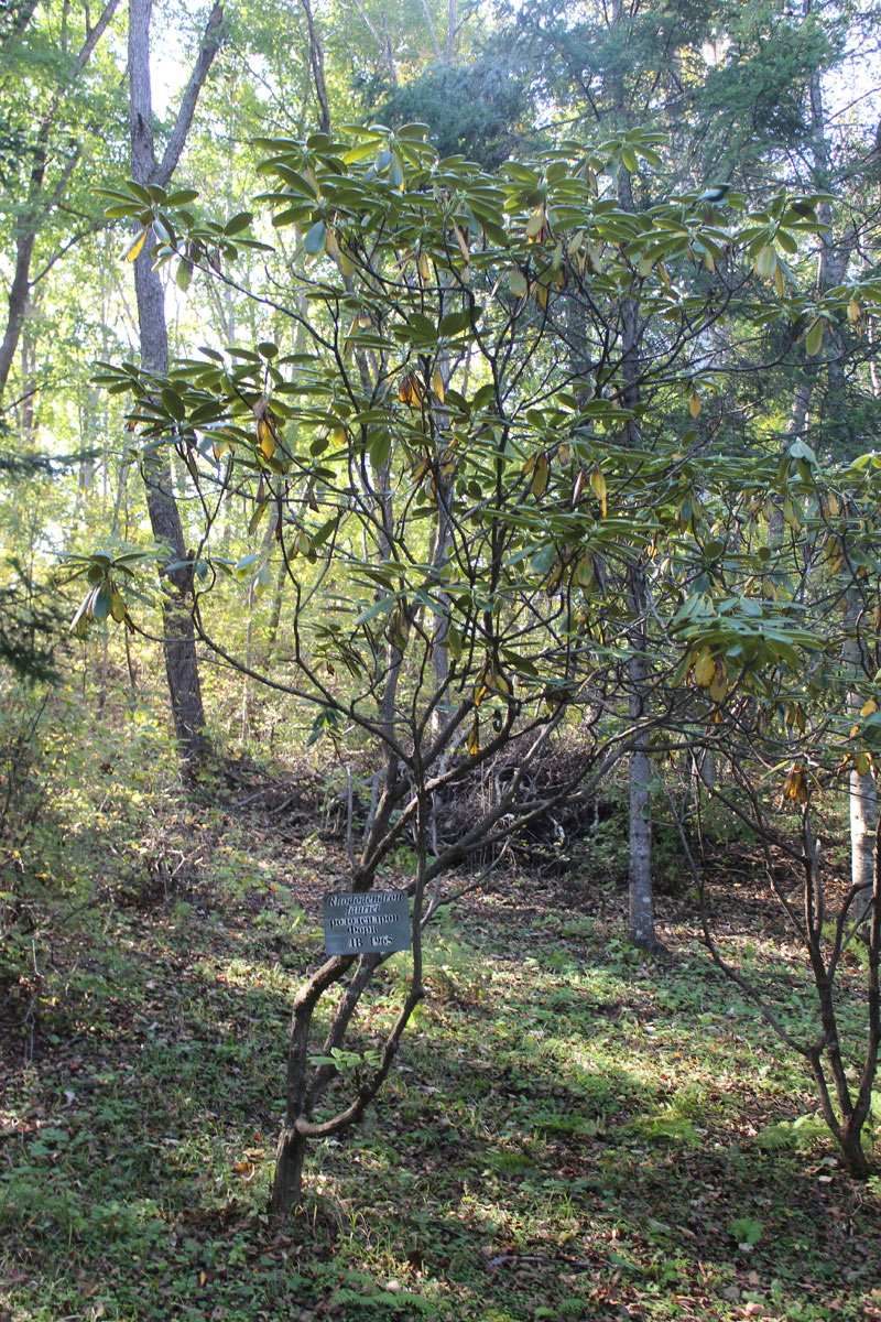 Изображение особи Rhododendron fauriei.