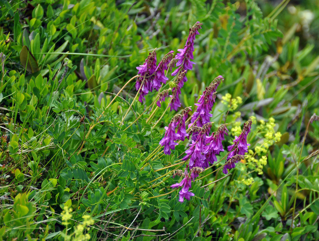 Image of Hedysarum caucasicum specimen.