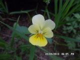 Viola arvensis Murray × Viola wittrockiana