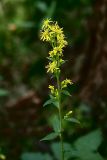 Solidago virgaurea. Верхушка цветущего растения. Ленинградская обл., окр. пос. Рощино. 24.07.2009.