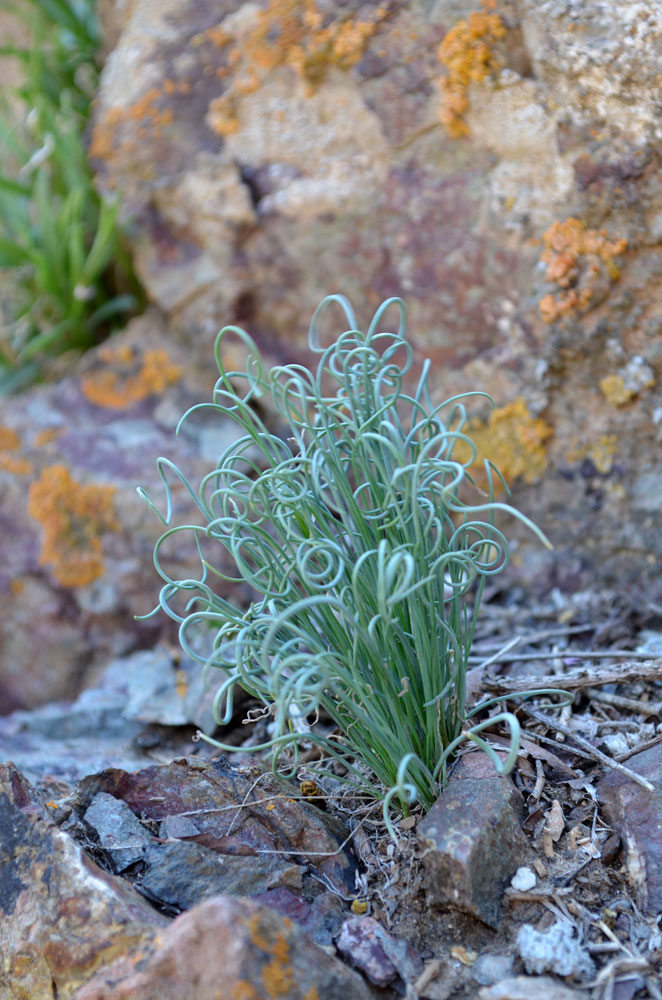 Image of Allium setifolium specimen.