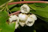 Actinidia arguta