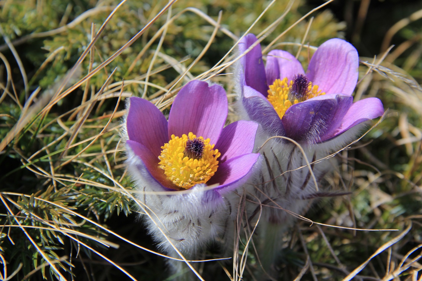 Изображение особи Pulsatilla taurica.