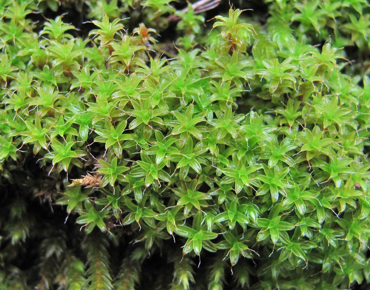 Image of genus Syntrichia specimen.