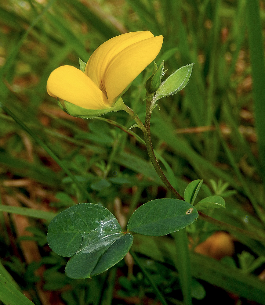 Image of Argyrolobium biebersteinii specimen.