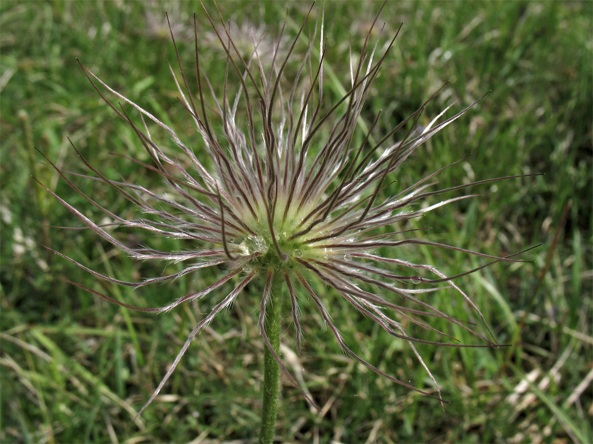 Image of Pulsatilla vulgaris specimen.