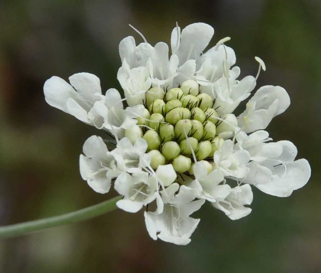 Изображение особи Scabiosa triniifolia.