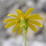 Senecio squalidus