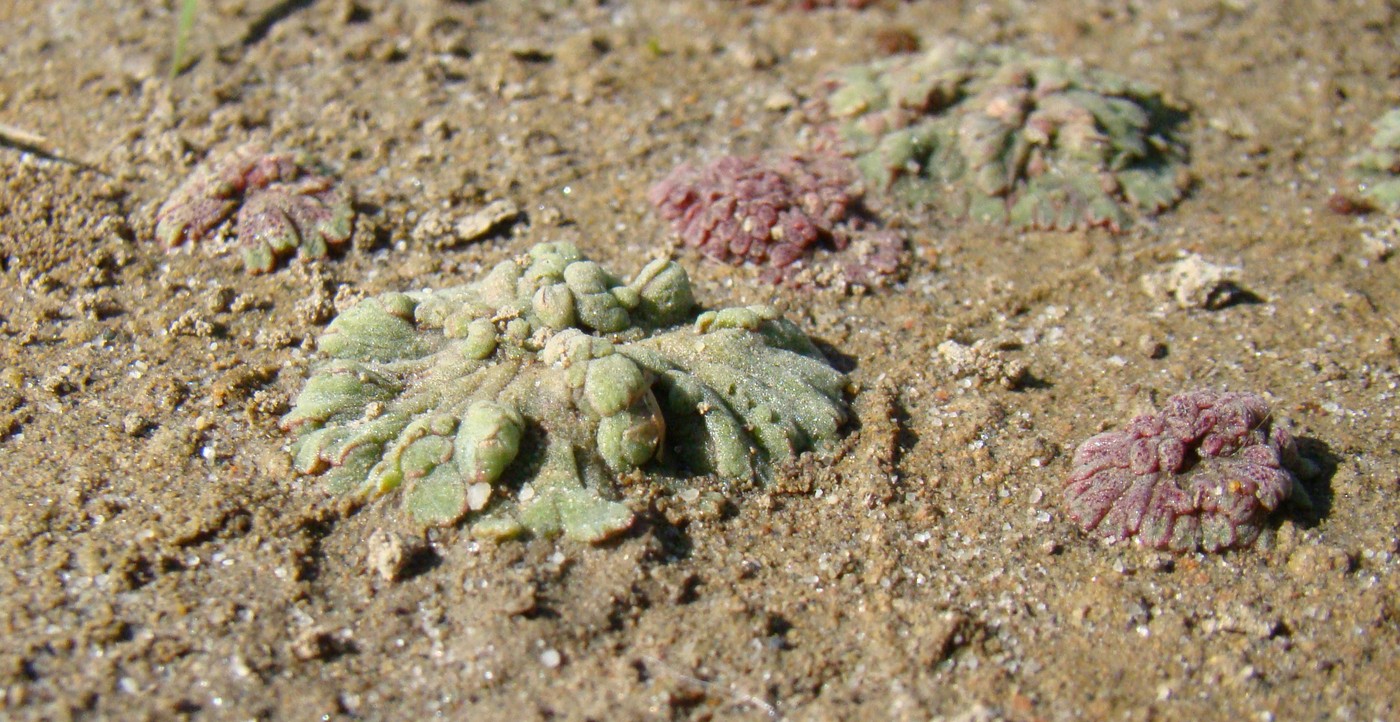 Image of Riccia frostii specimen.