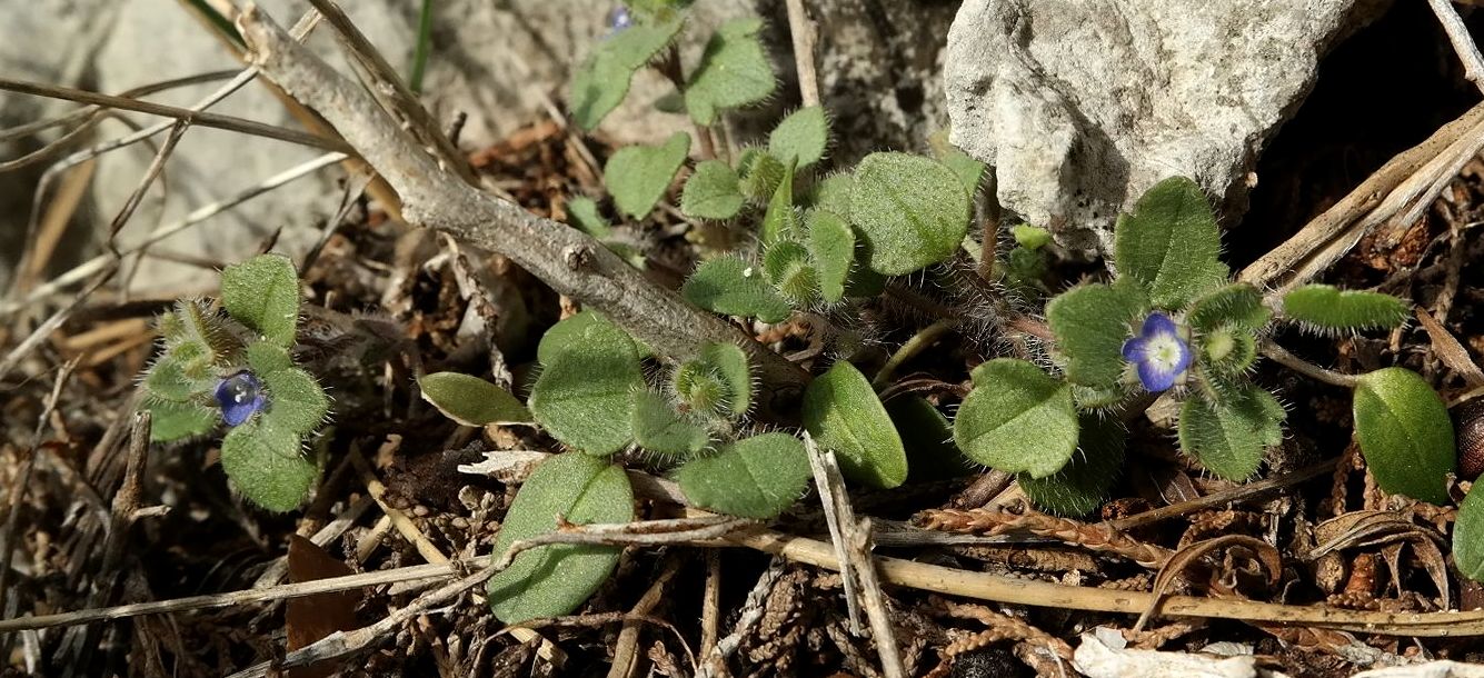 Image of Veronica triloba specimen.