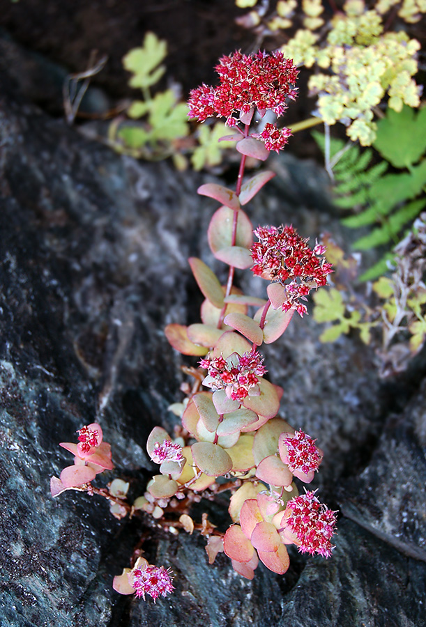 Изображение особи Hylotelephium ewersii.