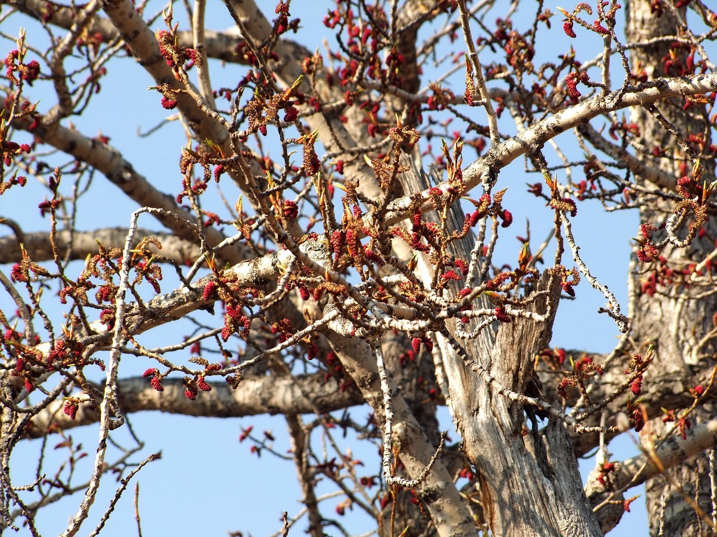 Image of Populus suaveolens specimen.