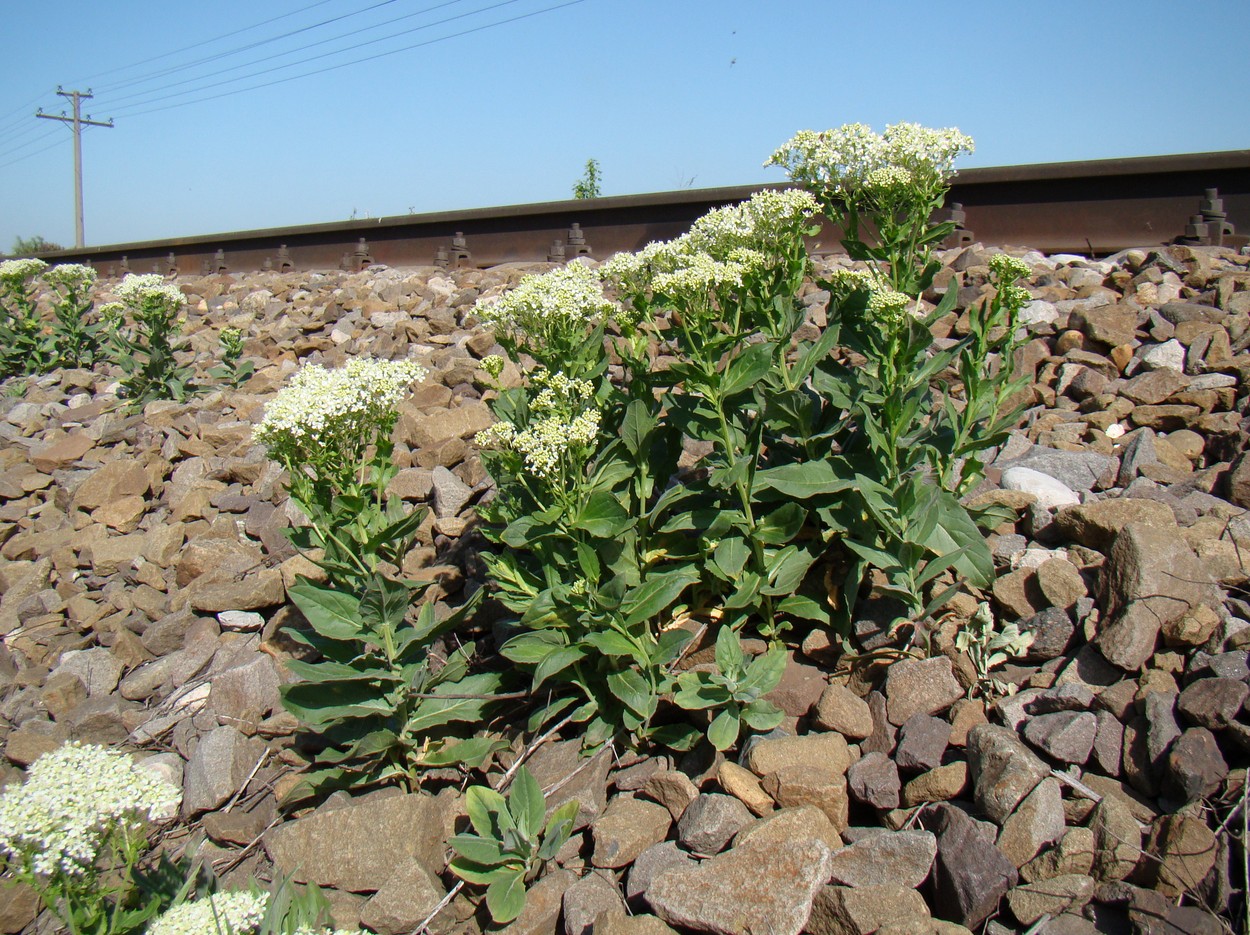 Image of Cardaria draba specimen.