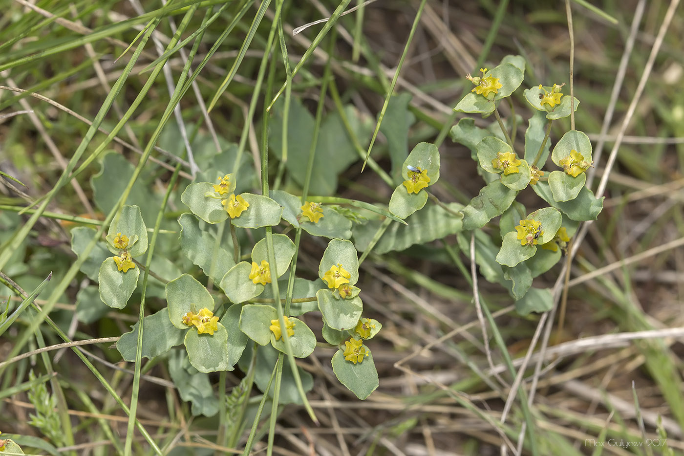 Image of Euphorbia undulata specimen.