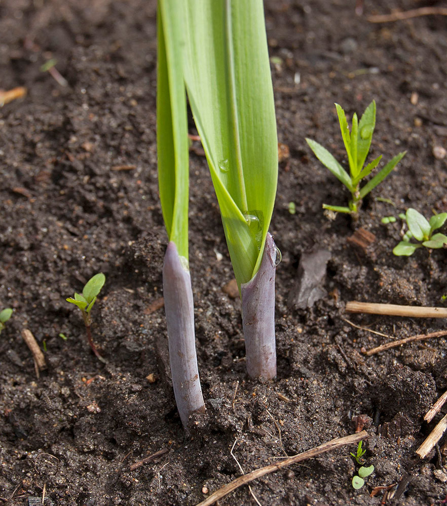 Image of genus Allium specimen.