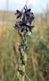 Delphinium puniceum. Верхушка соцветия с цветками и незрелыми плодами. Украина, Луганская обл., Свердловский р-н, заповедник \"Провальская степь\", Грушевский участок. Начало июля 2005 г.