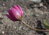 Tulipa humilis. Верхушка побега с раскрывающимся цветком. Мурманск, МАГУ, в культуре на клумбе. 09.06.2017.