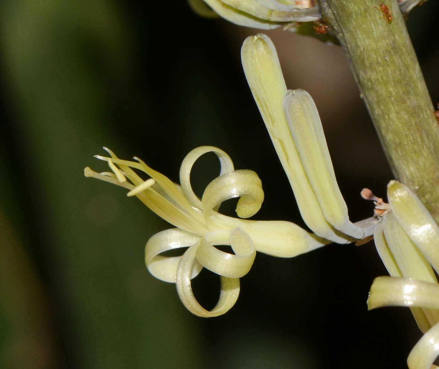Image of Sansevieria cylindrica specimen.