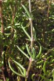 Image of specimen