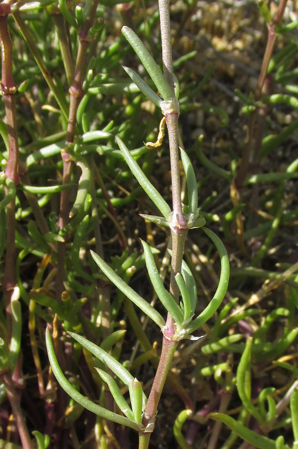Image of Spergularia media specimen.