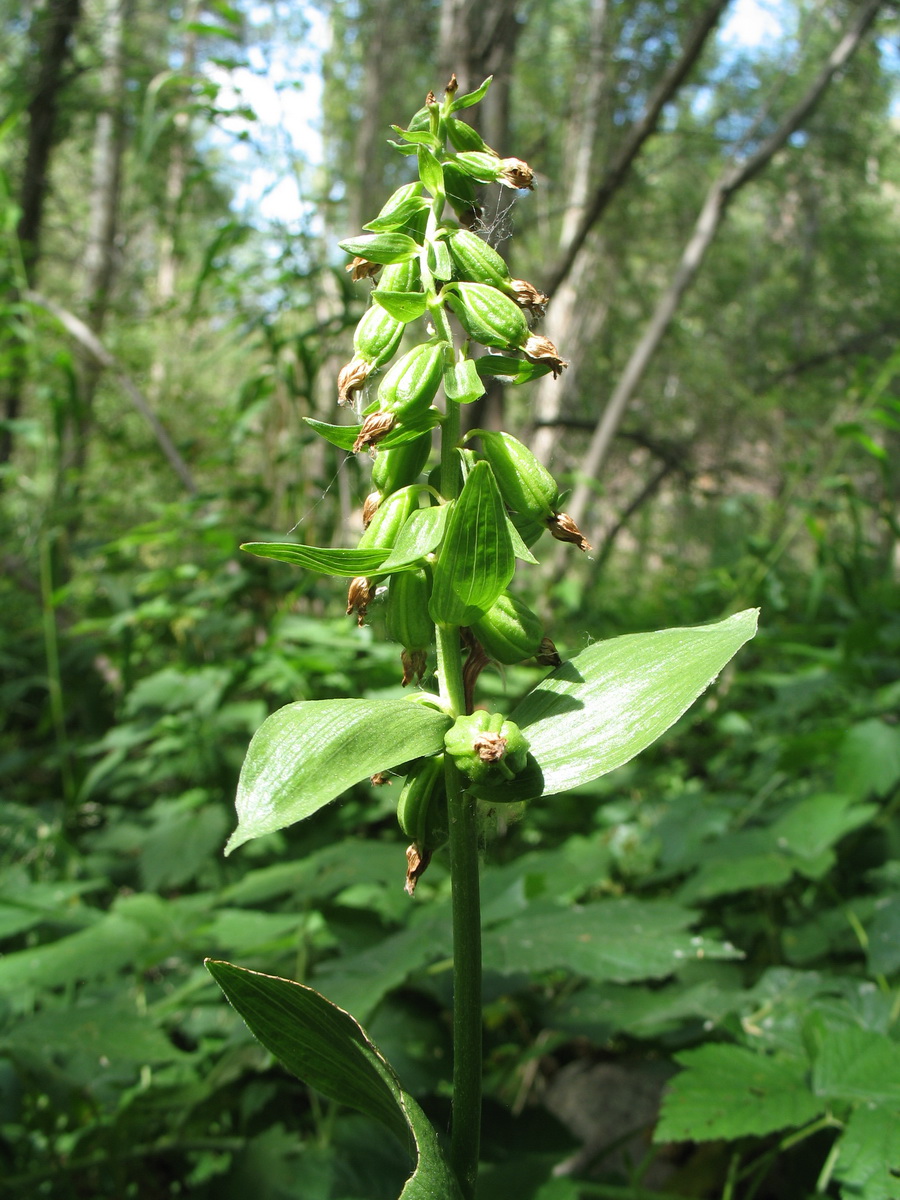 Изображение особи Epipactis helleborine.