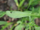 Rumex acetosella