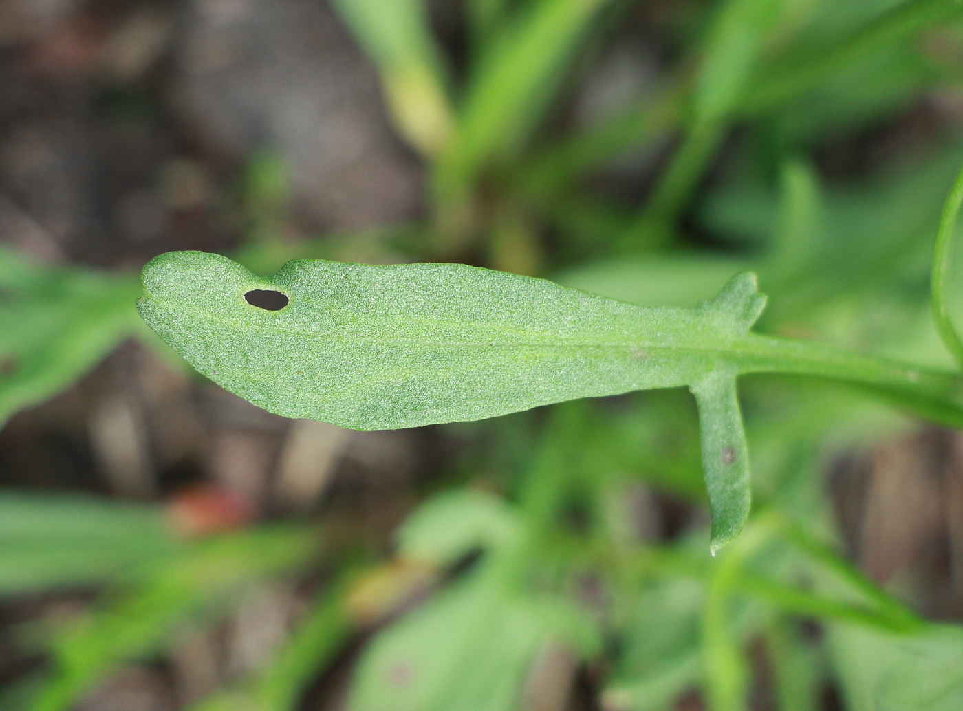 Изображение особи Rumex acetosella.