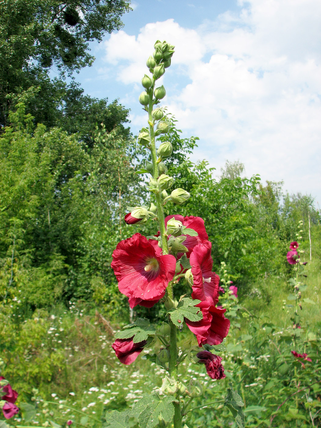 Image of Alcea rosea specimen.