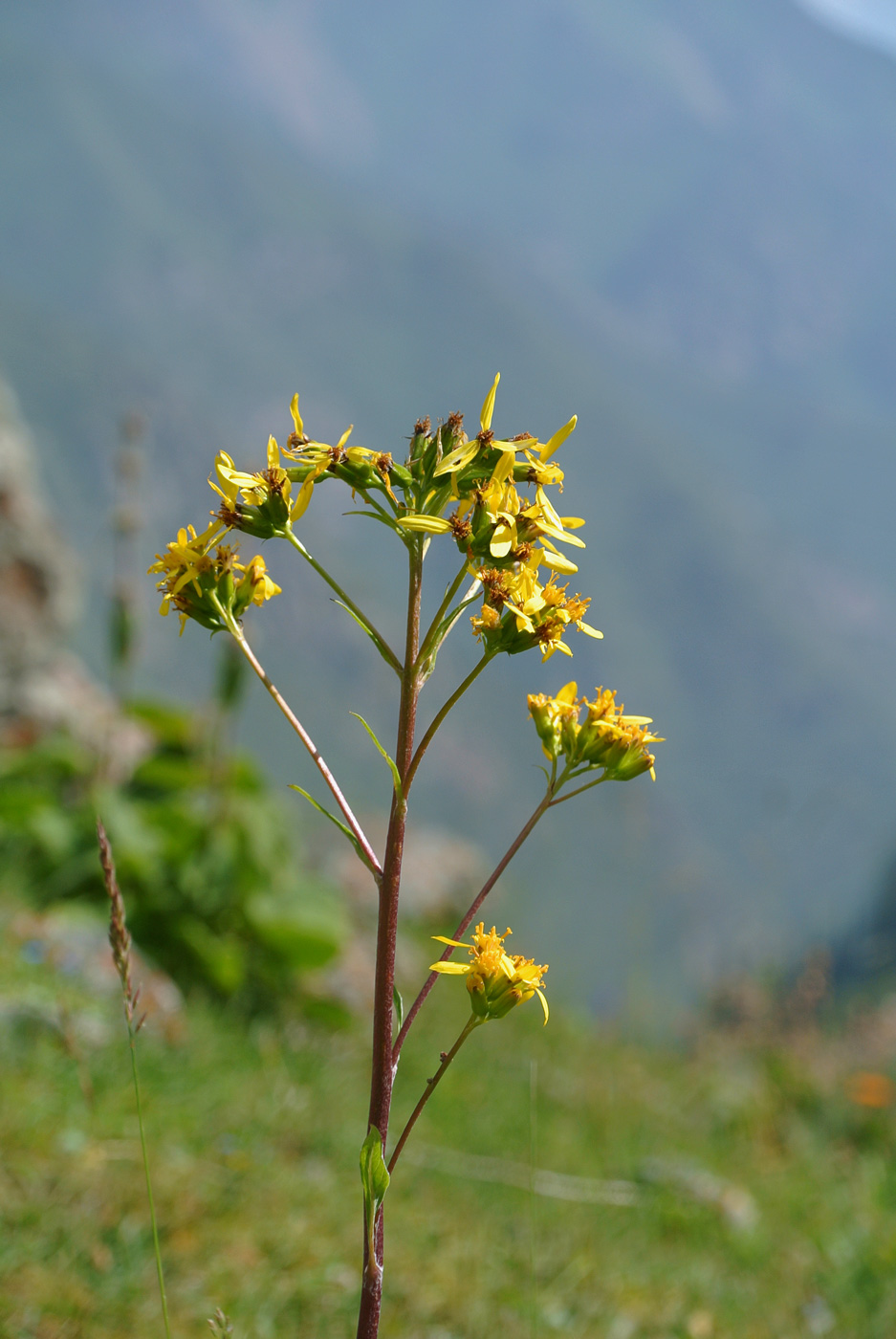 Изображение особи Ligularia thomsonii.