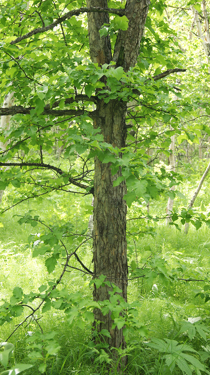 Image of Crataegus chlorosarca specimen.