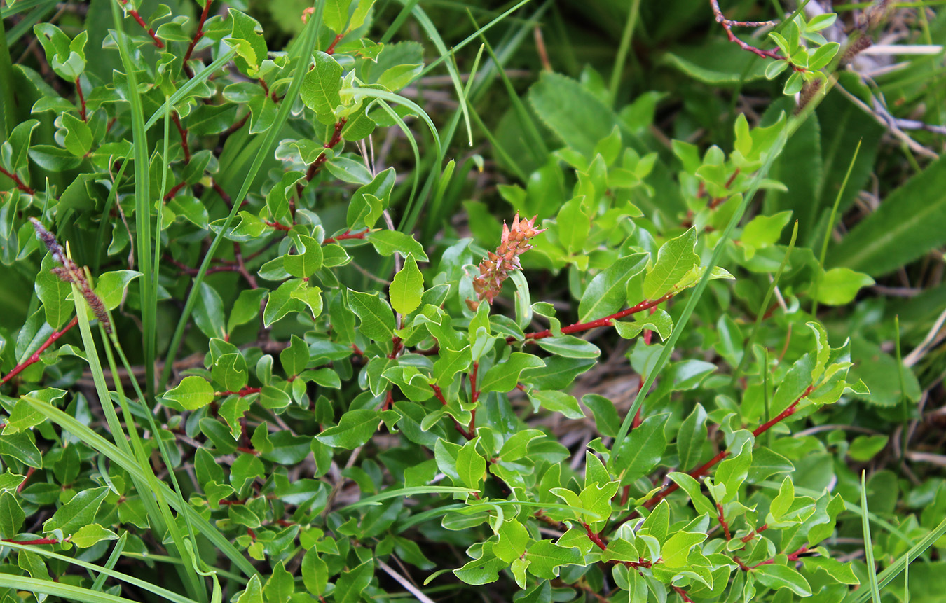 Изображение особи Salix kazbekensis.