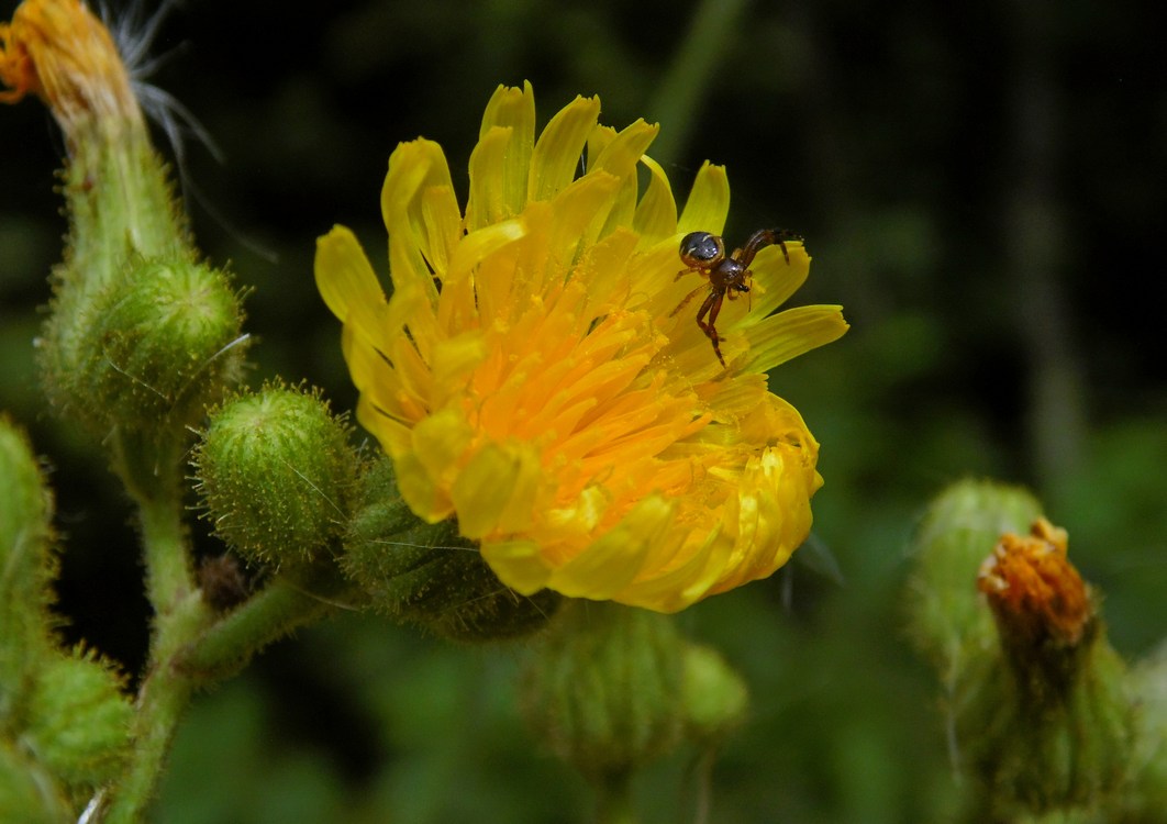 Изображение особи Sonchus palustris.