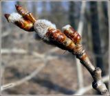 Populus tremula