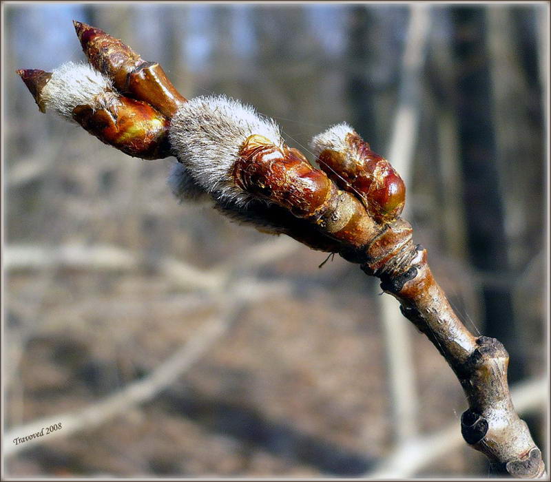 Image of Populus tremula specimen.