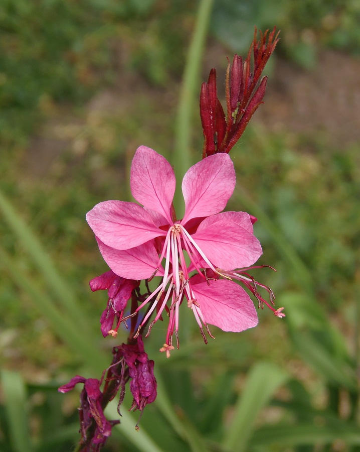 Изображение особи Gaura lindheimeri.