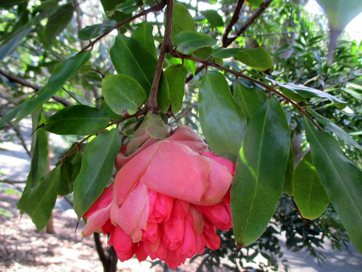 Изображение особи Brownea macrophylla.