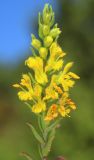 Image of taxon representative. Author is Антон Попович
