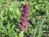 Ajuga orientalis