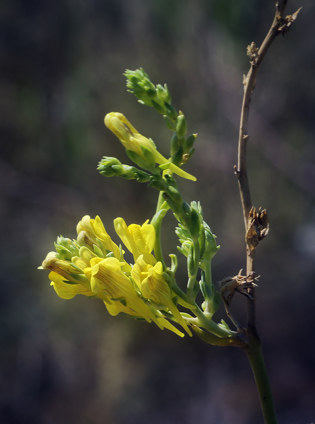 Изображение особи Linaria genistifolia.