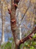 Sorbus intermedia